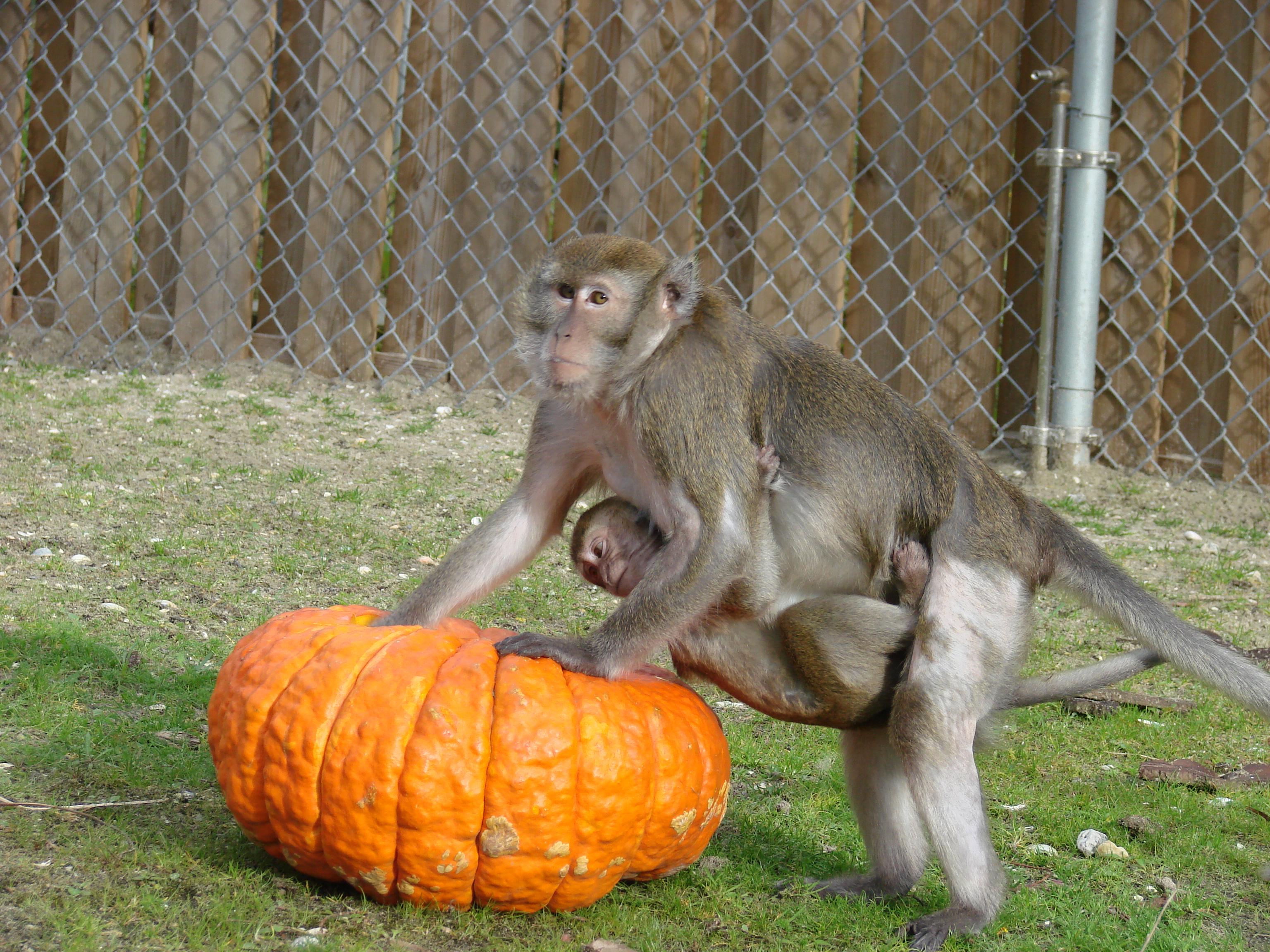 Enrichment | Macaques